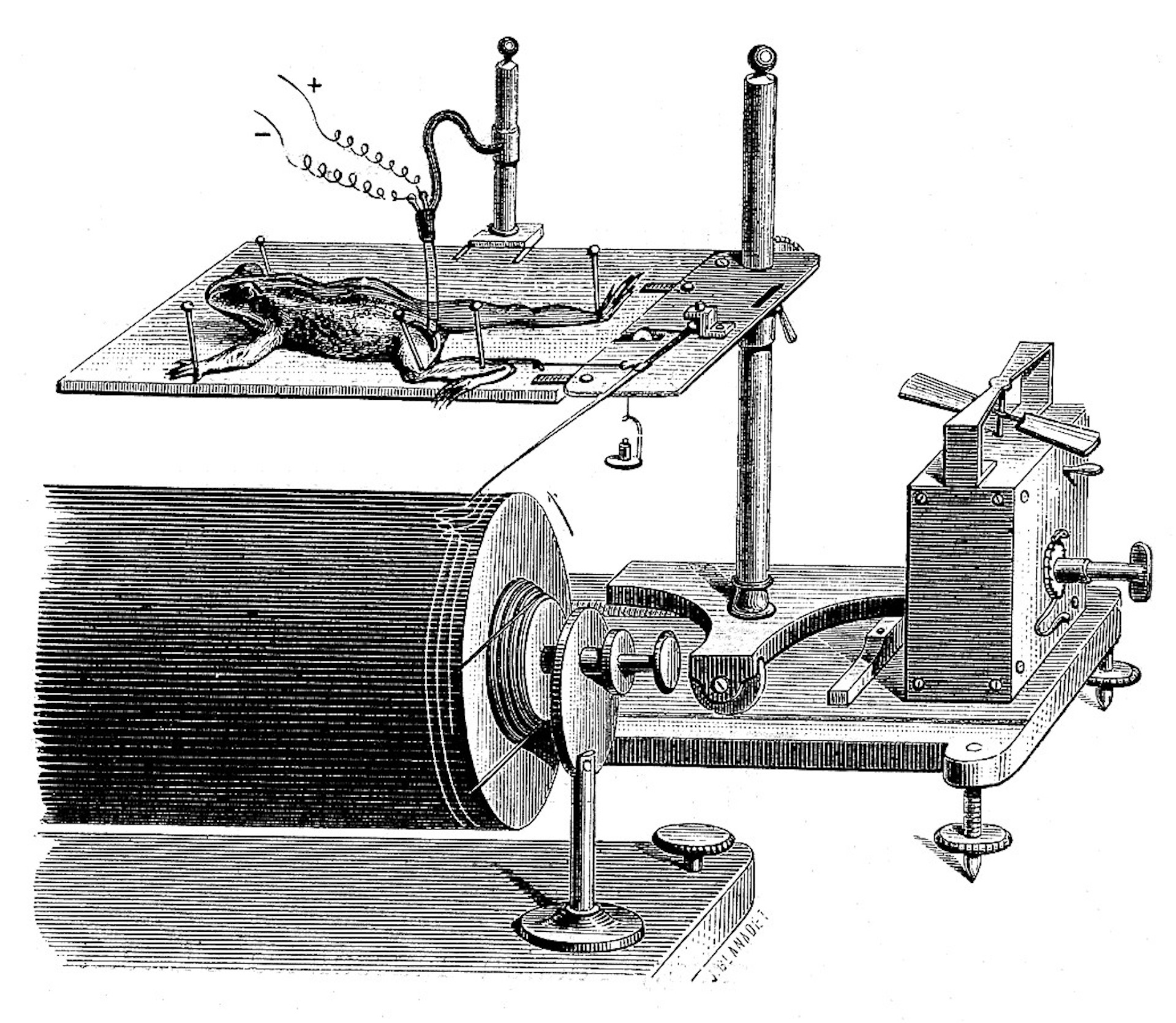 Marey myograph instrument for recording muscle movement